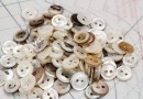 bouton en nacre, 1 lot 36 pièces